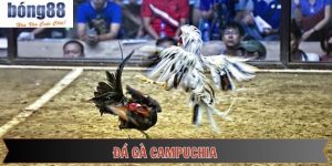 Đá Gà Campuchia - Hình Thức Chọi Kê Kịch Tính, Hấp Dẫn