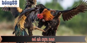 Đá Gà Cựa Dao - Những Trận Đấu Đỉnh Cao Và Đầy Mãn Nhãn